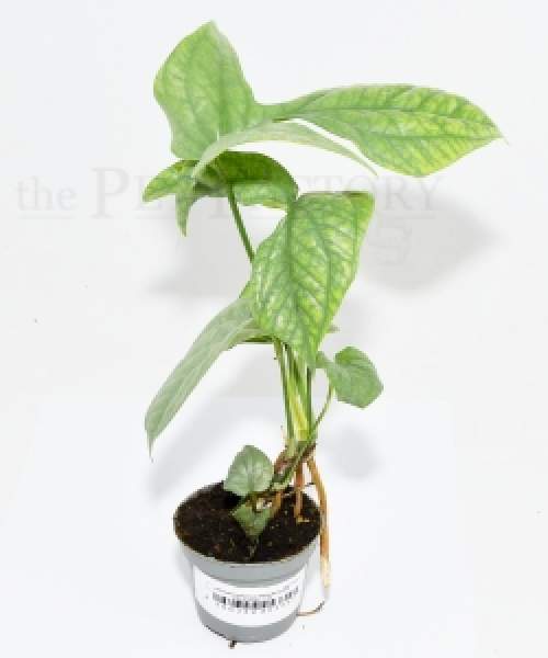 Monstera amydrium MEDIUM SILVER